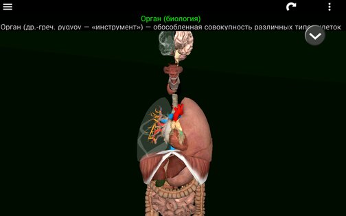 Внутренние органы в 3D 3.4. Скриншот 10