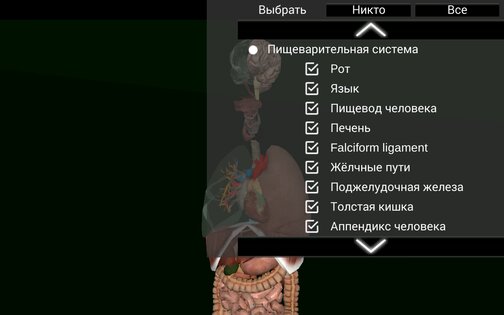 Внутренние органы в 3D 3.4. Скриншот 12