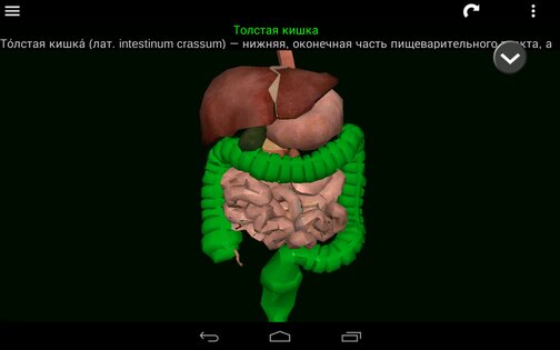 Внутренние органы в 3D 3.4. Скриншот 14