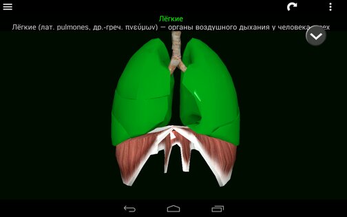 Внутренние органы в 3D 3.4. Скриншот 15
