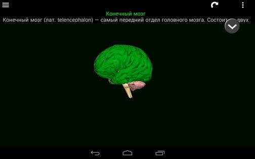 Внутренние органы в 3D 3.4. Скриншот 17