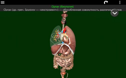 Внутренние органы в 3D 3.4. Скриншот 18