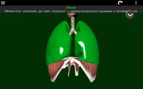 Внутренние органы в 3D 3.4. Скриншот 23