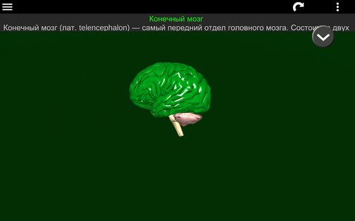 Внутренние органы в 3D 3.4. Скриншот 24