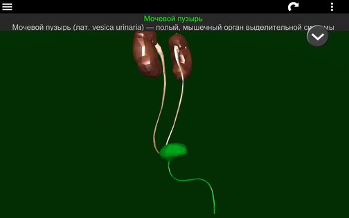 Внутренние органы в 3D 3.4. Скриншот 25