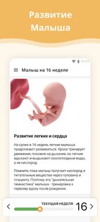 Календарь беременности 1.4.44. Скриншот 2