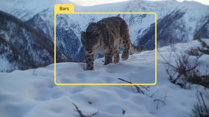 Яндекс создала нейросеть для распознавания животных на фото и видео: от сурка до архара