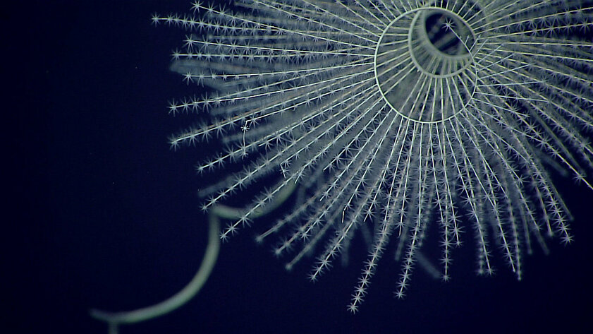 Животные научились светиться в глубинах океана на 300 миллионов лет раньше, чем считали учёные