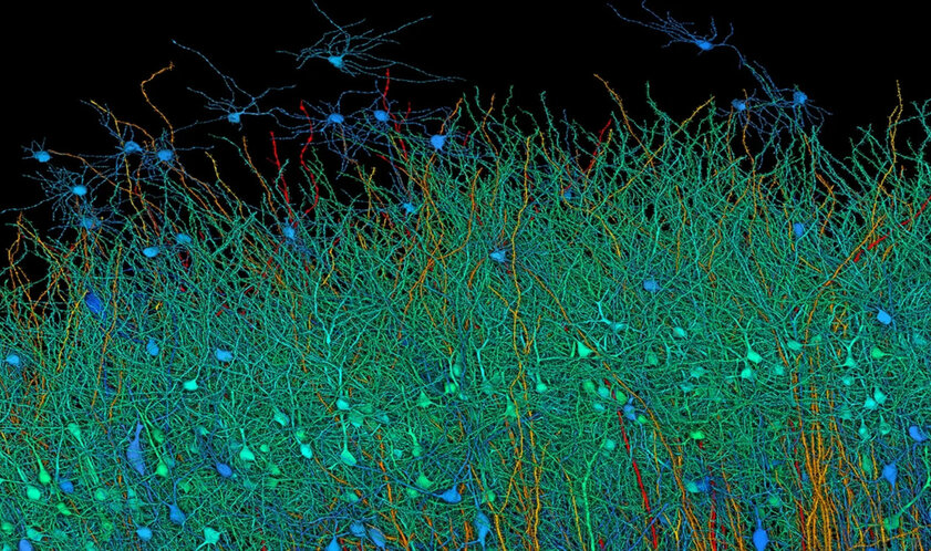 Это поразительно! В Google Research сделали детализированную карту участка мозга