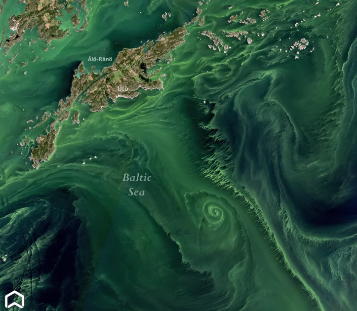 Масштабное цветение водорослей в Балтийском море. Вид из космоса