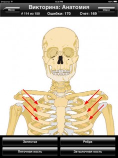 Викторина: Анатомия. Скриншот 2