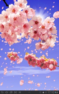 Sakura Живые обои 1.65. Скриншот 1