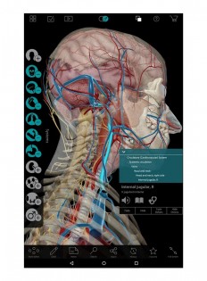 Human Anatomy Atlas 7.4.03. Скриншот 2