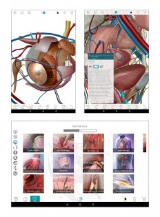 Human Anatomy Atlas 7.4.03. Скриншот 3