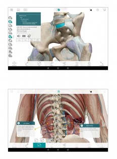 Human Anatomy Atlas 7.4.03. Скриншот 4