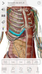 Human Anatomy Atlas 7.4.03. Скриншот 11