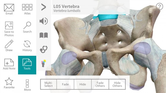 Human Anatomy Atlas 7.4.03. Скриншот 13