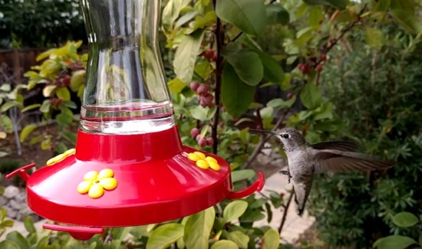 Видео: полет колибри, снятый на Nexus 6P в формате слоу-мо