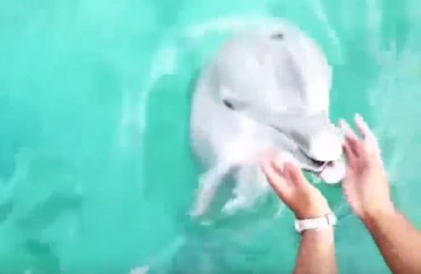 Видео: дельфин вернул упавший в океан iPhone