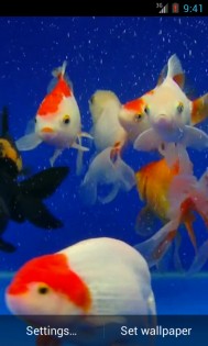 Gold Fish Video Live Wallpaper 3.0. Скриншот 1