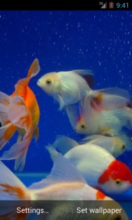 Gold Fish Video Live Wallpaper 3.0. Скриншот 2