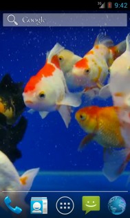 Gold Fish Video Live Wallpaper 3.0. Скриншот 3