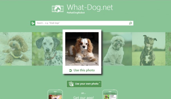 Приложение от Microsoft помогает определить породу собаки