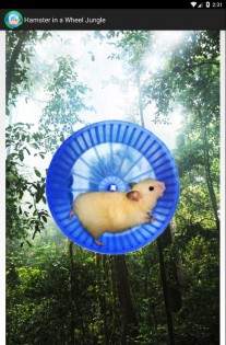 Hamster In a Wheel Jungle 1.0. Скриншот 1