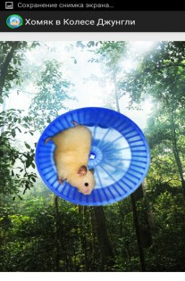 Hamster In a Wheel Jungle 1.0. Скриншот 2