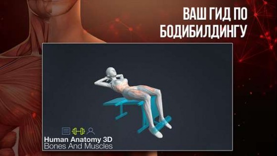 Sports Anatomy 3D. Скриншот 2