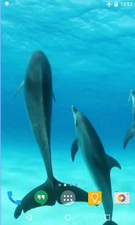 Dolphins HD Live Wallpaper 5.0. Скриншот 5
