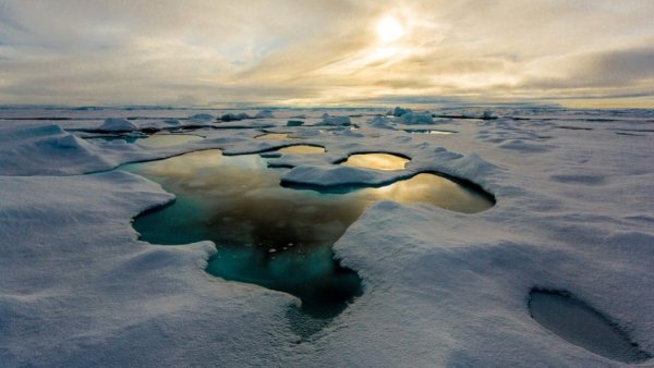 Таяние морских льдов приведет к росту жизни в арктических водах