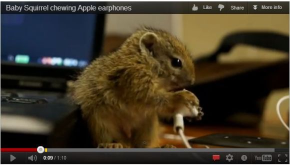 Всего лишь белочка, поедающая наушники от Apple