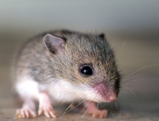 Ученые устранили ВИЧ у мышей через редактирование геномов