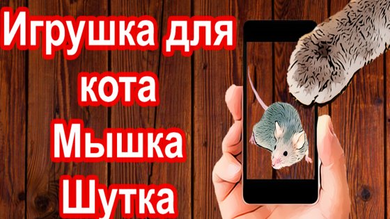 Игрушки для кошек своими руками: 8 идей для усатых и полосатых