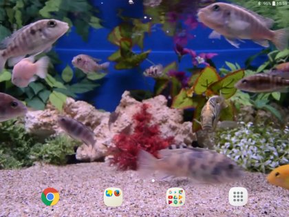 Aquarium Video Wallpaper 3.0. Скриншот 8