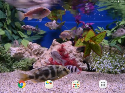 Aquarium Video Wallpaper 3.0. Скриншот 9