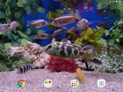 Aquarium Video Wallpaper 3.0. Скриншот 12
