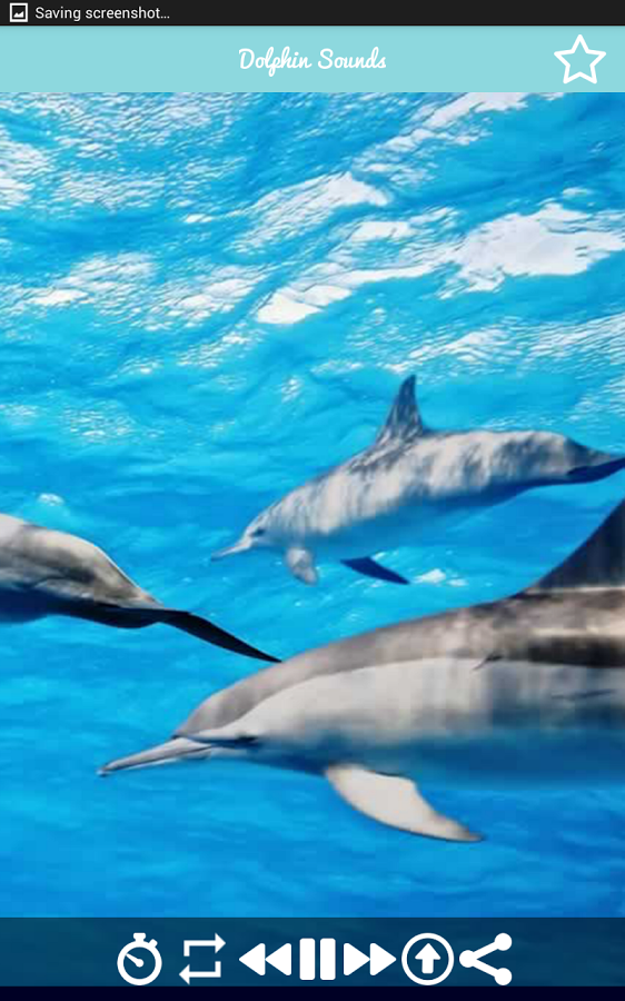 Скачать звук дельфинов бесплатно