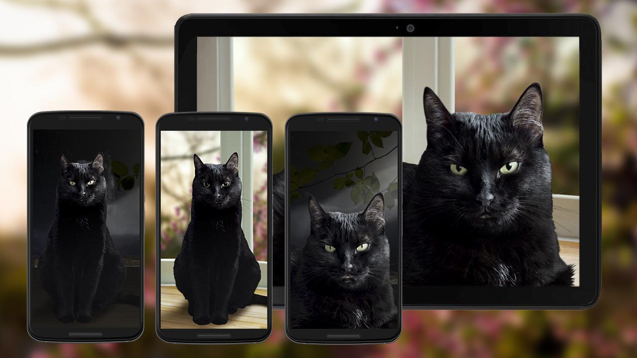  Black Real Kitty Cat  Live  Wallpaper Interactive 3D  