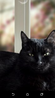 Милая чёрная кошка Живые обои 1.15. Скриншот 4