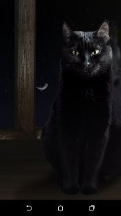 Милая чёрная кошка Живые обои 1.15. Скриншот 5
