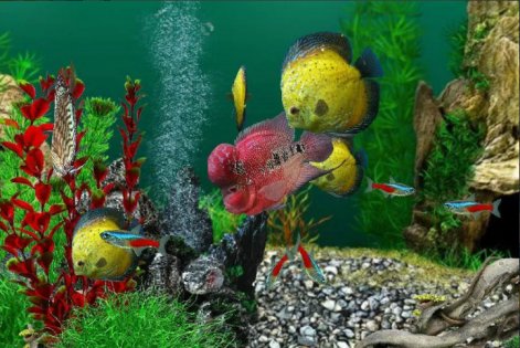 AquaLife 3D 1.7.3. Скриншот 5