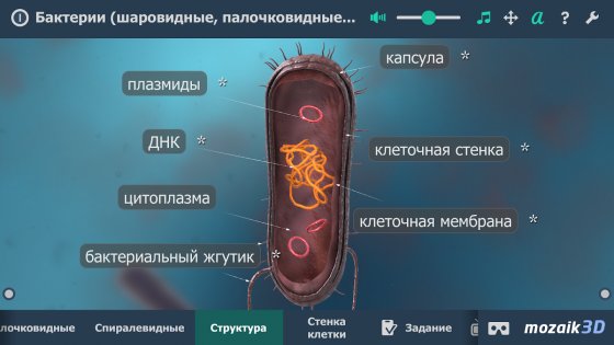 Бактерии интерактивное 3D 1.21. Скриншот 3