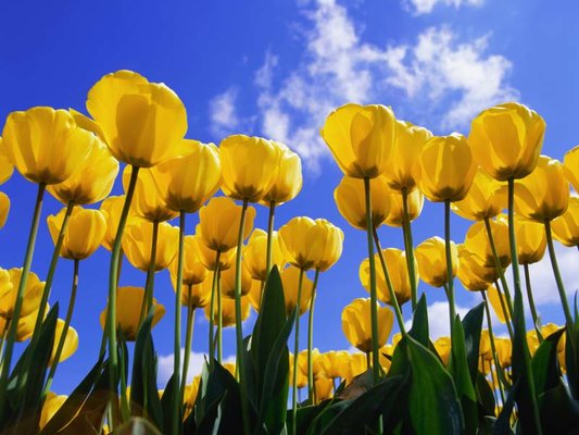 Скачайте ностальгические обои из Windows XP, Android 3 и других старых популярных ОС