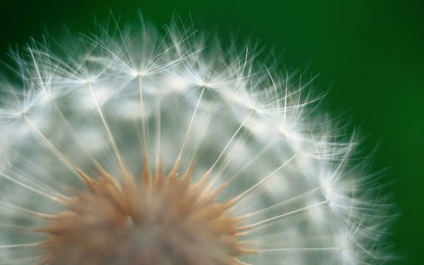 Скачайте ностальгические обои из Windows XP, Android 3 и других старых популярных ОС