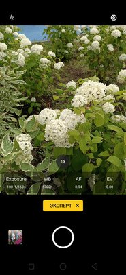 Носорог без рога: знакомимся с OPPO Reno Z — Камеры и фотовозможности. 7