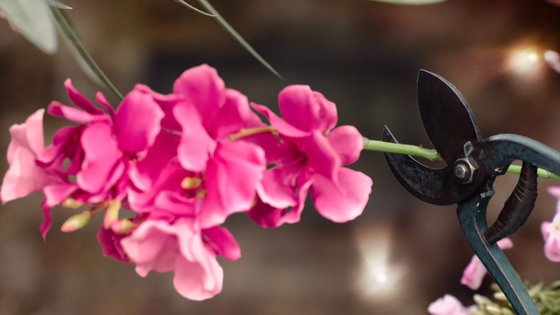 Обзор ERICA. Действительно кинцо