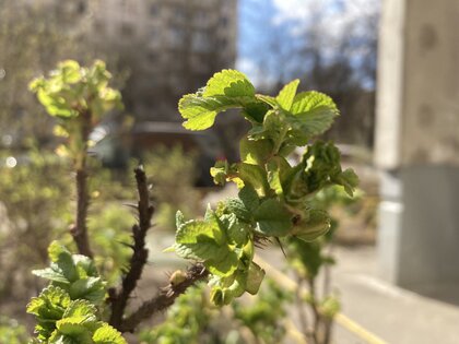 Обзор iPhone SE (2020): отличное предложение — Одинокая, великолепная камера. 3