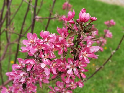 Обзор HONOR 30 Pro+: игровой камерофон за разумные деньги